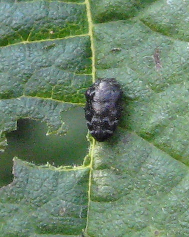 Coleotteri dell''Alto Lario